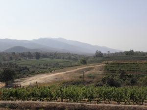 Red Mountain Estate vin birman